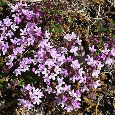 Wild, Thyme Seeds | Urban Farmer