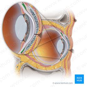 Conjunctiva: anatomy and function | Kenhub