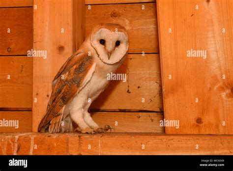 Wild young Barn Owl (Tyto alba) sitting, resting in the wooden truss of a church, wildlife ...