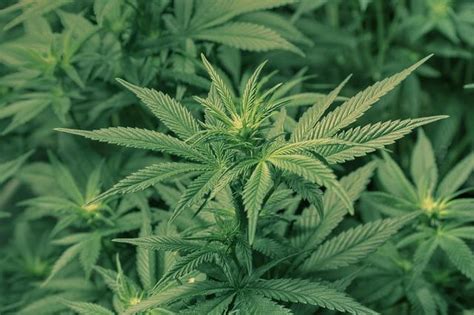 Medical dagga in the pipeline | George Herald