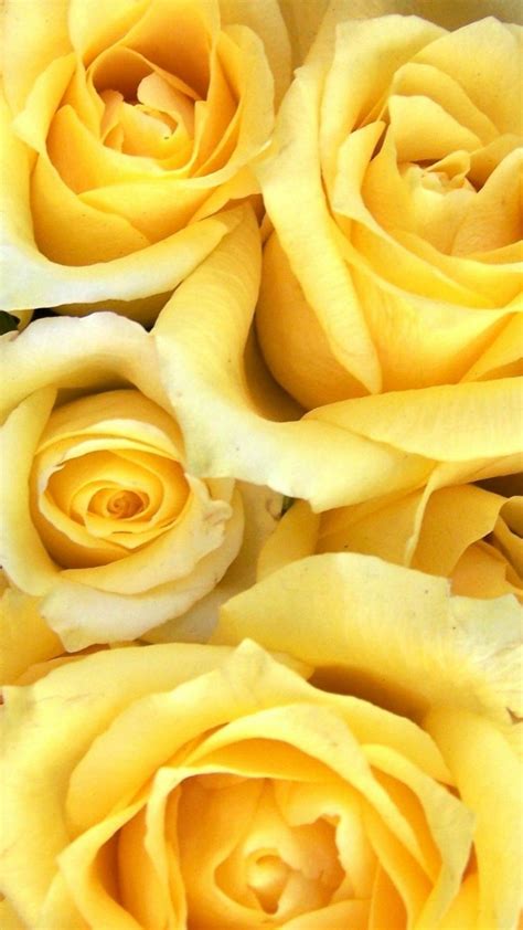 √ Images Of Yellow Roses