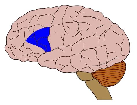 Know Your Brain: Broca's Area — Neuroscientifically Challenged