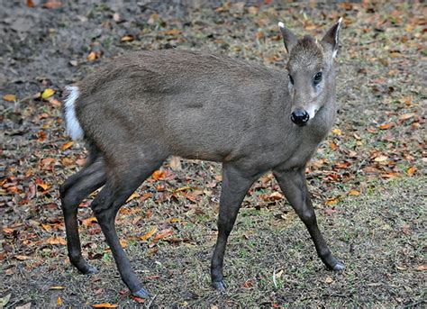 Tufted Deer - Ten Random Facts