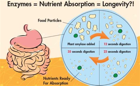 Benefits Of Digestive Enzymes | Goodness Care