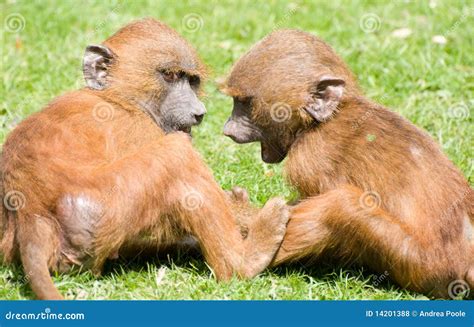 Chatting Baby Monkeys stock photo. Image of pair, baby - 14201388