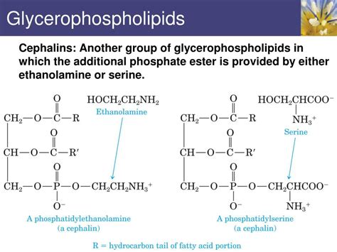 PPT - Lipids PowerPoint Presentation, free download - ID:2086651