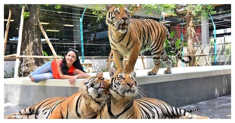 Pattaya Tiger Park - Everything You Need To Know Before You Go