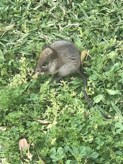 I’m wondering if this is a swamp rat (Rattus lutreolus)? He was out and ...