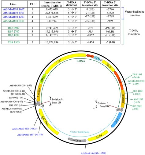 Characterization of the genomic sequences generated as a result of the... | Download Scientific ...