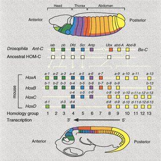 (PDF) Development functions of mammalian Hox genes