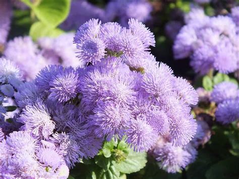 Expert Tips On How To Care Ageratum Plant | Plantly