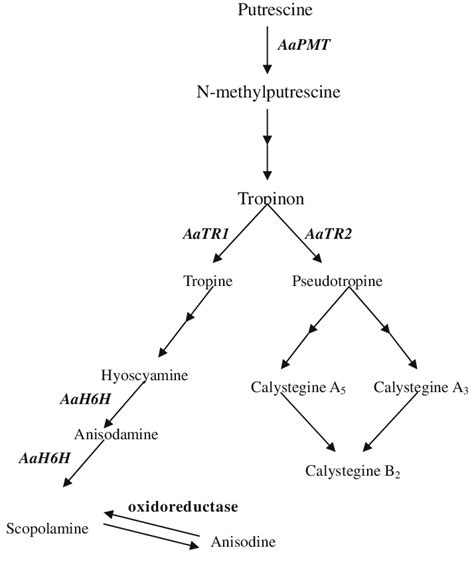 Scheme of the main biosynthetic tropane alkaloid pathway in A.... | Download Scientific Diagram