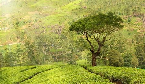 Top 3 Best Trekking Trails in Munnar