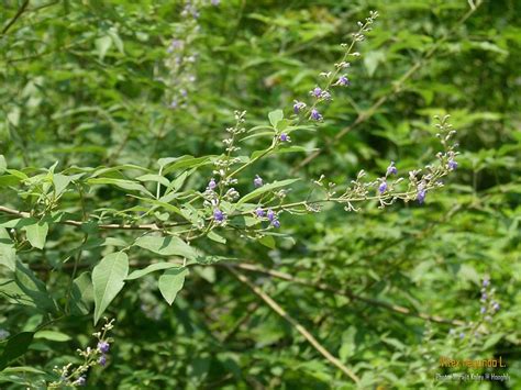 Vitex negundo Vitex trifolia Native Malaysia