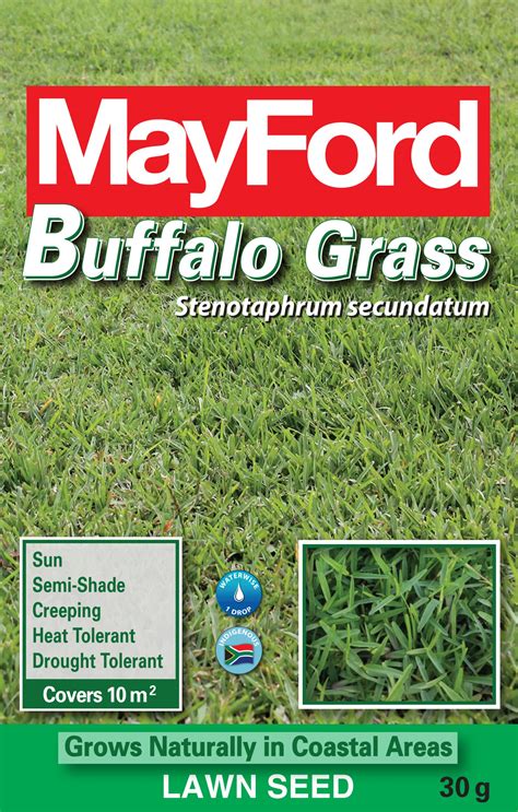 Buffalo Grass | Mayford