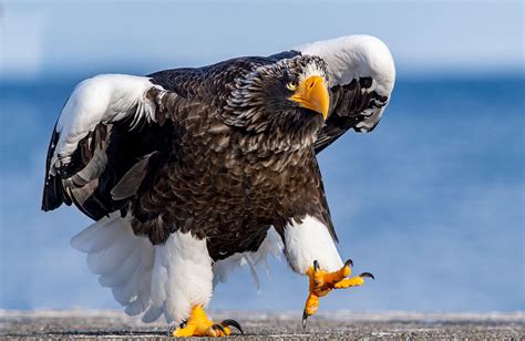 The World’s Largest Eagles - WorldAtlas