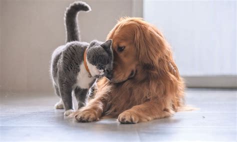 Perros y gatos felices: esto es lo que necesitan para sentirse bien - Foto 1