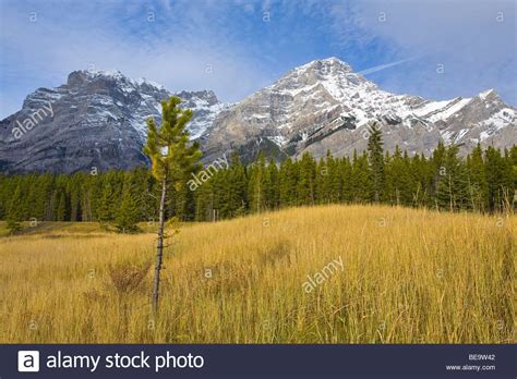 Tall grass grassland america hi-res stock photography and images - Alamy