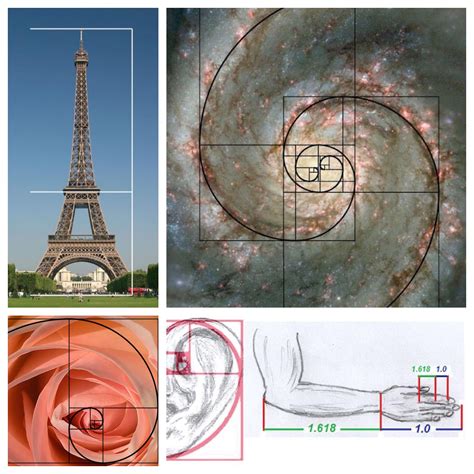 The golden ratio : r/interestingasfuck