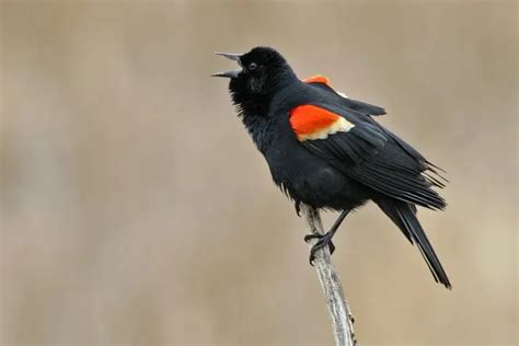 21 Black And Orange Birds (Picture And ID Guide)