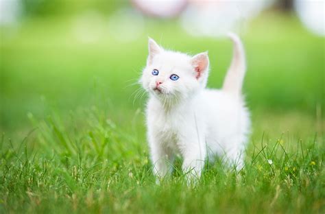 White Cat Wallpaper 4K, Best Hd White Cat Wallpaper 4K, #33835