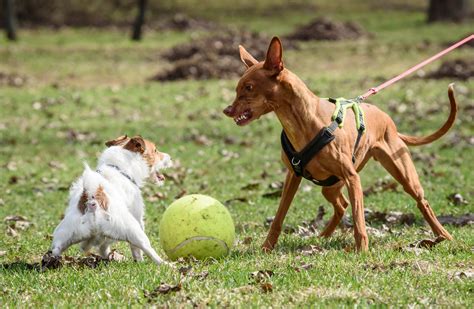 Safely Walking A Nervous Or Aggressive Dog - Company Of Animals UK