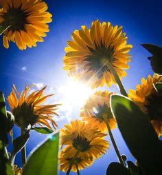 10 Sun and flower ideas | nature, scenery, beautiful nature