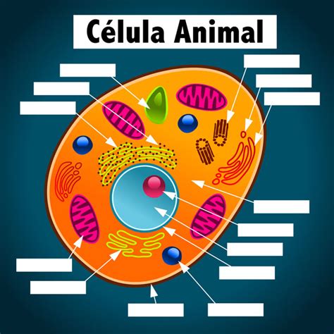 La Célula Animal - Información y Características