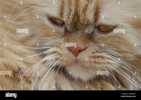 Persian cat ginger hi-res stock photography and images - Alamy