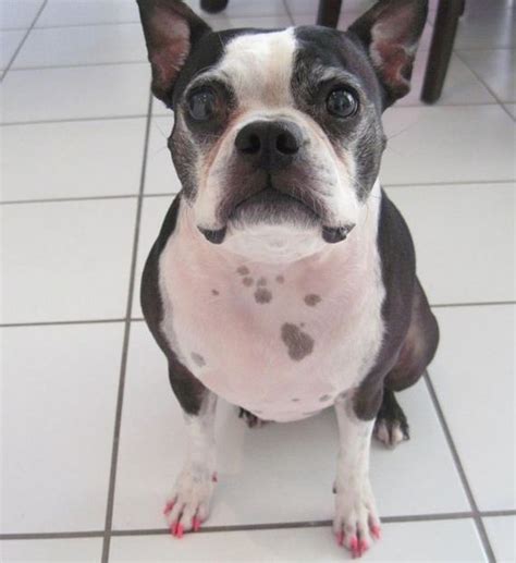 Dog Nail Art - Barnorama