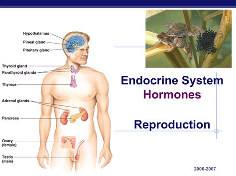 Hormones & Reproduction | PPT