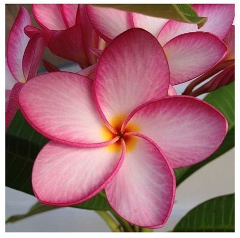 Pin on decoração | Flower seeds, Exotic flowers, Pretty flowers