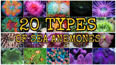 20 TYPES OF SEA ANEMONES - YouTube