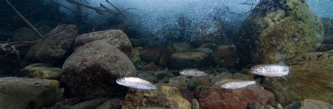 Keep fish habitat protection explicit in Canada’s Fisheries Act – Wildsight