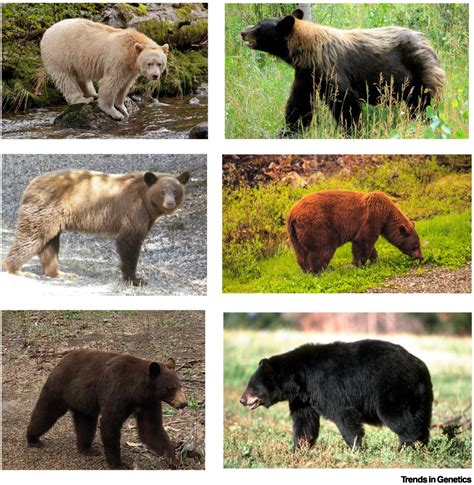 Bear essentials: Trends in Genetics