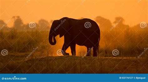 Silhouette of a African Elephant Stock Image - Image of africa, pachyderm: 83776127