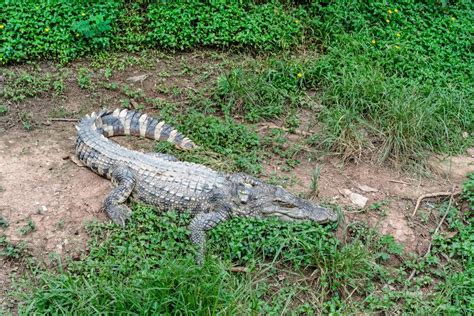 Crocodile farm in Thailand 9252429 Stock Photo at Vecteezy