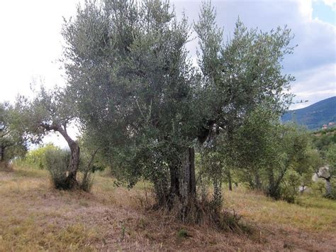 Pruning Olive trees