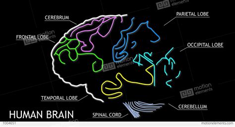 4K Human Brain 05 Stock Animation | 1004651