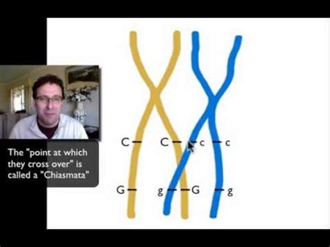 Dihybrid Crosses and Linked Genes.mov - YouTube