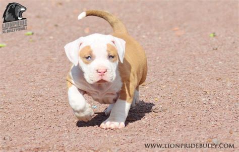 Tri Color American Bully Puppies for Sale - BubaKids.com