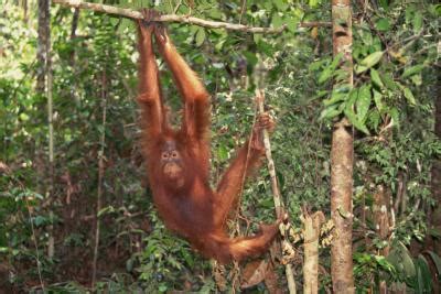 Animals in the Emergent Layer of the Rain Forest | USA Today