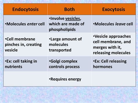 Endocytosis Vs Exocytosis Venn Diagram - Wiring Diagram Pictures