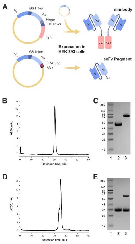 IJMS | Free Full-Text | Minibody-Based and scFv-Based Antibody Fragment-Drug Conjugates ...