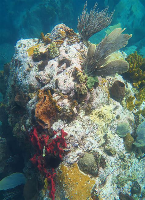 St Lucia Snorkeling - By Beach And Boat On The Leeward Side