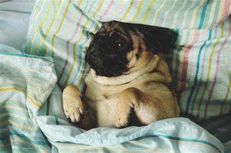 Sleepy pug lying in bed | Animal Stock Photos ~ Creative Market