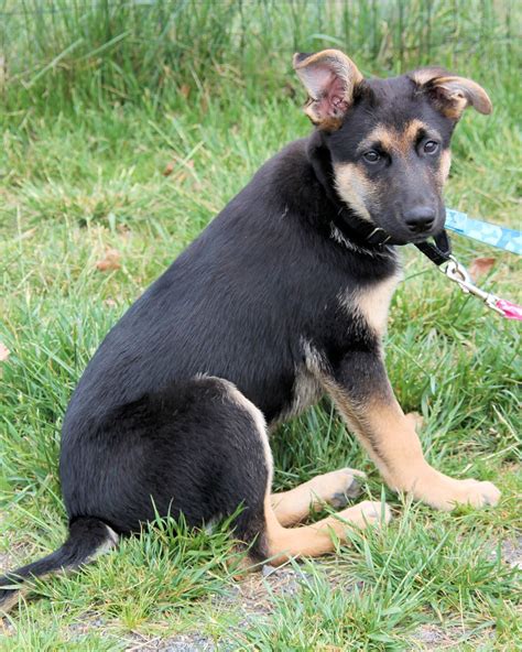 Chihuahua German Shepherd Mix Full Grown | Dog Breed Information