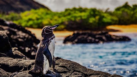 The Adorable Galapagos Penguins: Galapagos Islands Marine Life | Celebrity Cruises - Galapagos