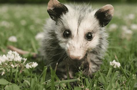 Opossum | scopriamo questi strambi animali