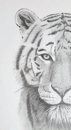 Pencil Drawings Of Animals